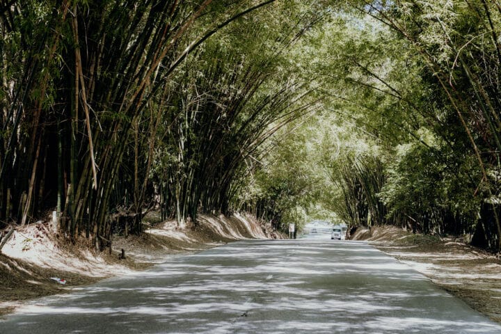Holland Bamboo Avenue