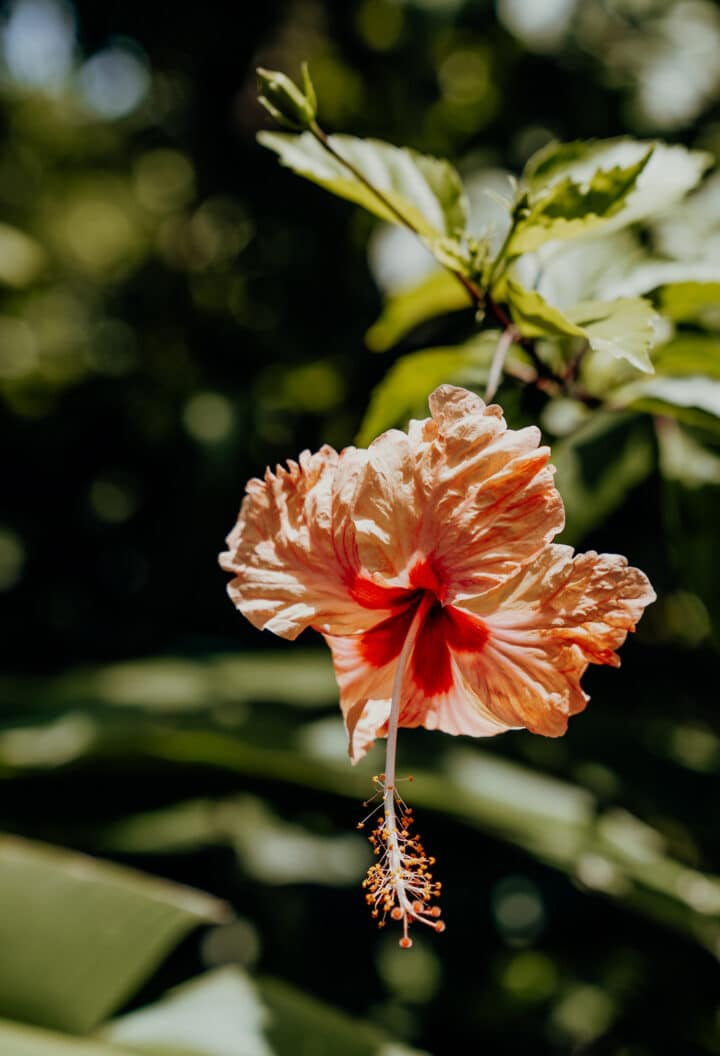 Barney’s Flowers & Hummingbird Garden Negril