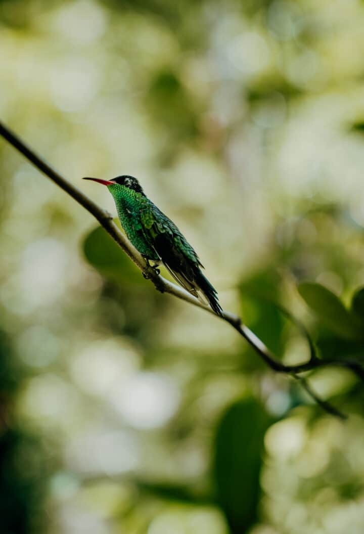 Barney’s Flowers & Hummingbird Garden Negril
