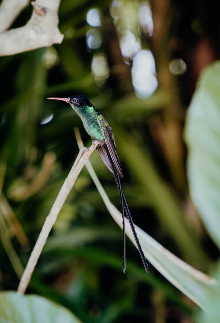 Barney’s Flowers & Hummingbird Garden Negril