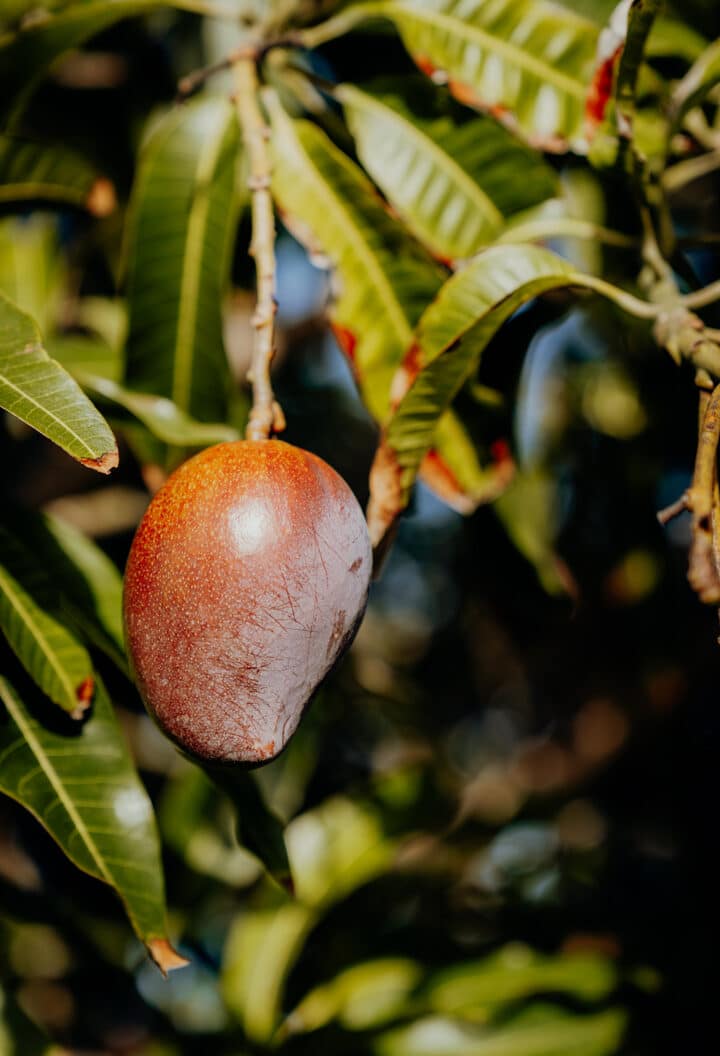 Auf Jamaika gibt es die süßesten Mangos der Welt