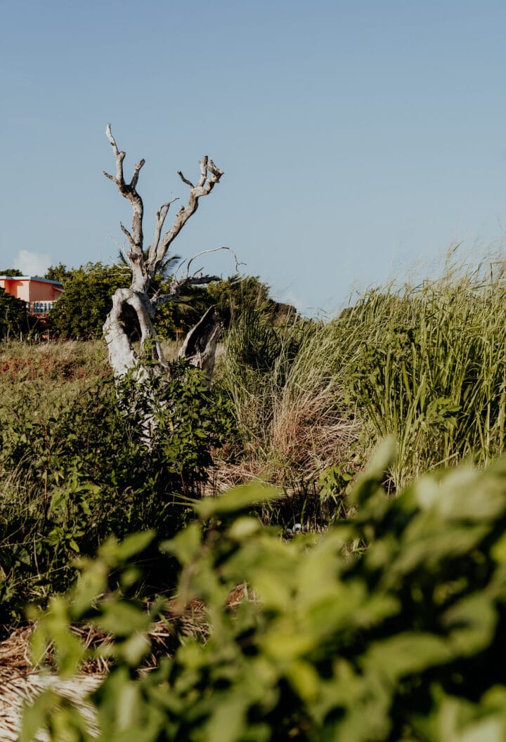 Bike Tour Treasure Beach