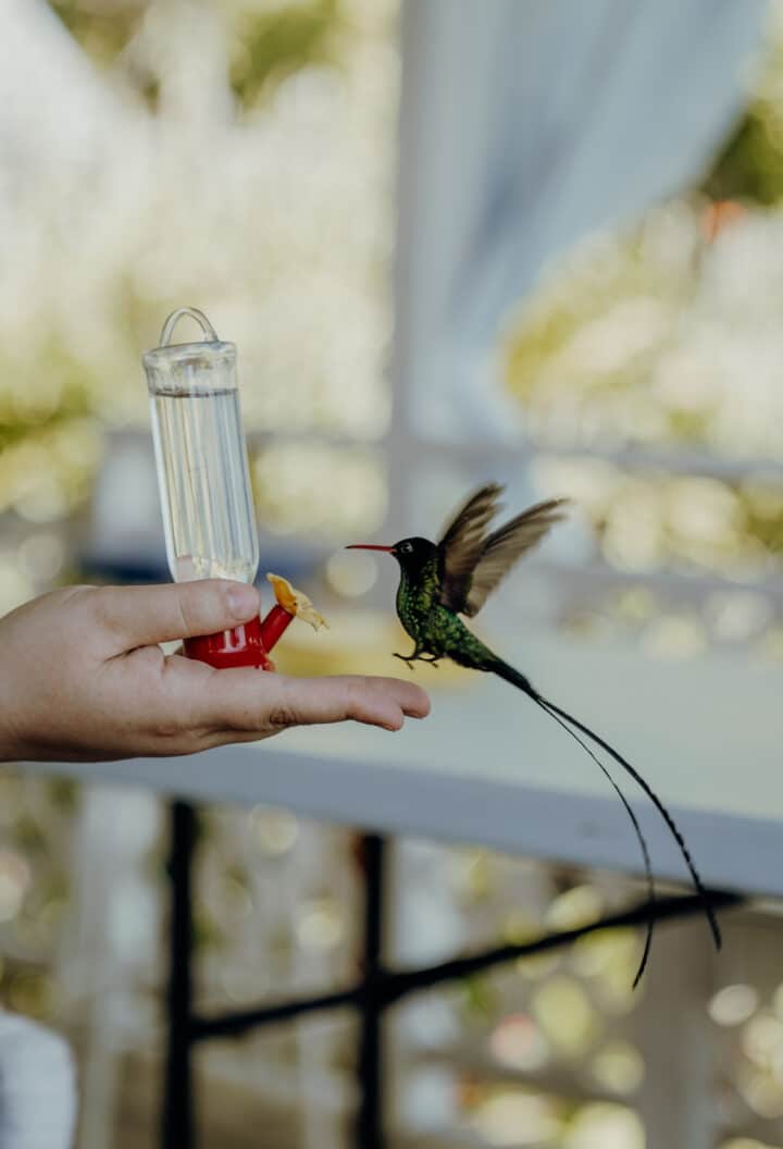 Ahhh… Ras Natango Gallery and Garden Jamaika