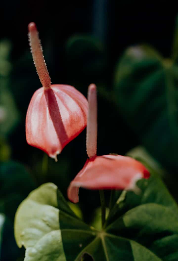 Ahhh… Ras Natango Gallery and Garden Jamaika