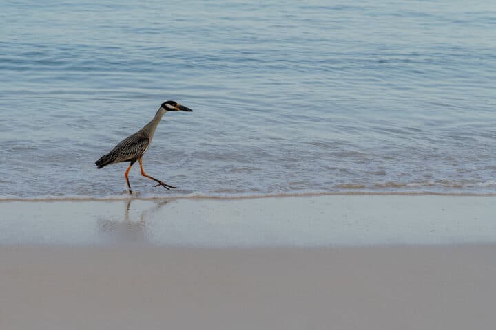 Seven Mile Beach Jamaika
