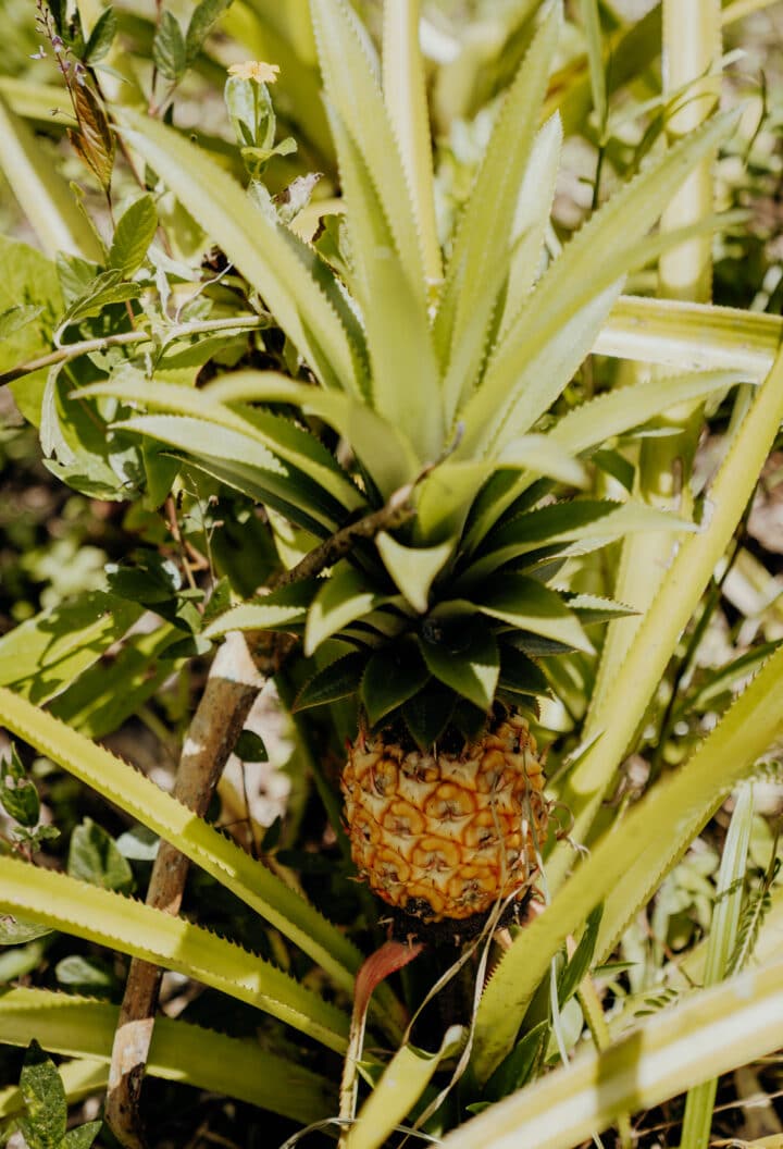 Zimbali Culinary Retreat