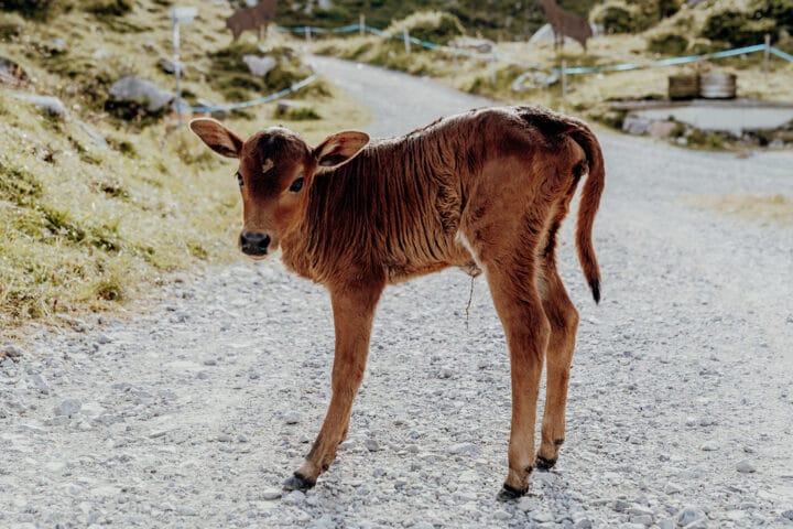 Der smaragdgrüne Formarinsee –  der schönste Platz Österreichs