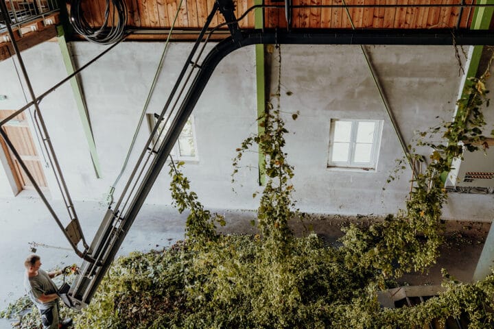 Hopfengut N°20 in Tettnang am Bodensee