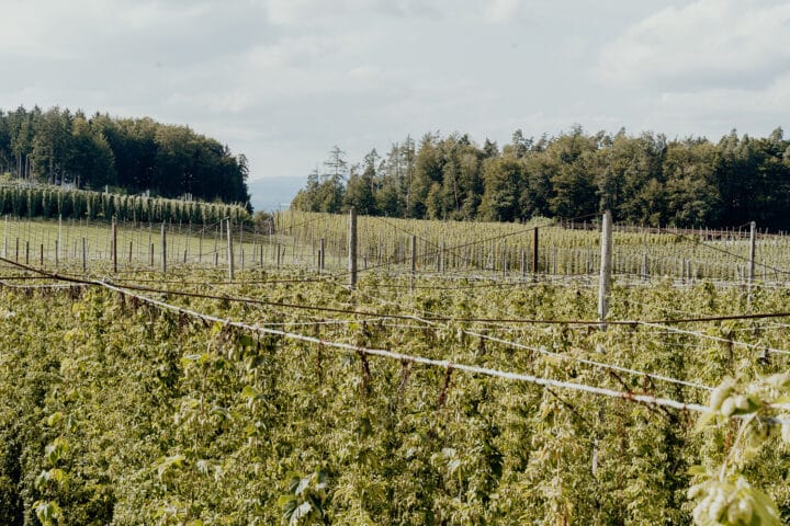 Hopfengut N°20 in Tettnang am Bodensee