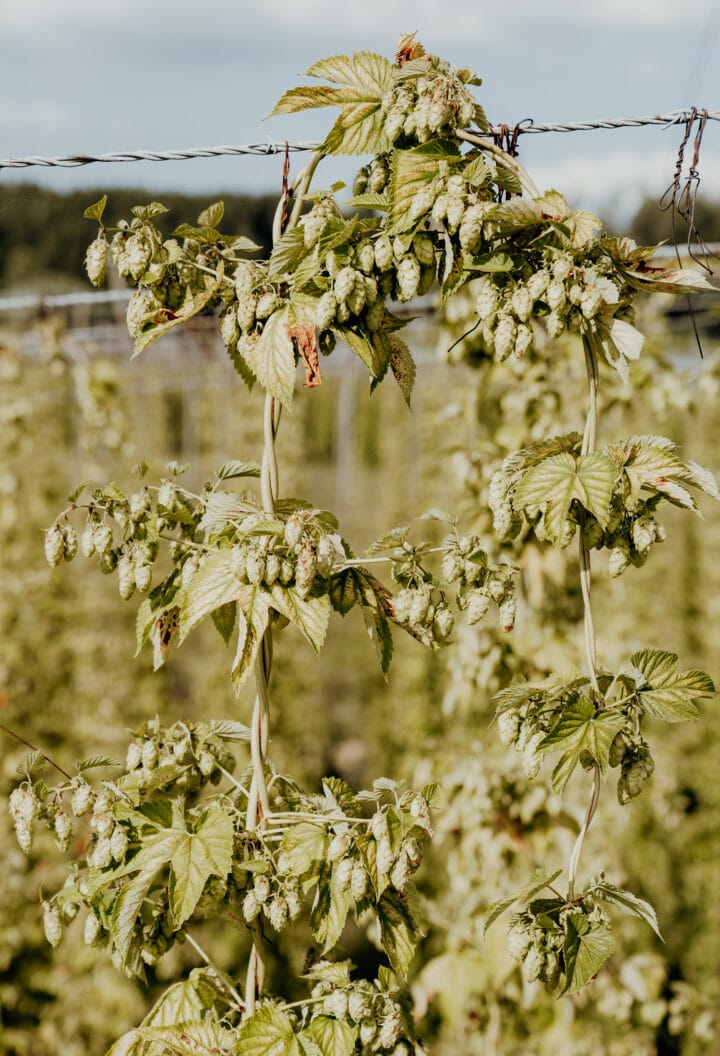 Hopfengut N°20 in Tettnang am Bodensee
