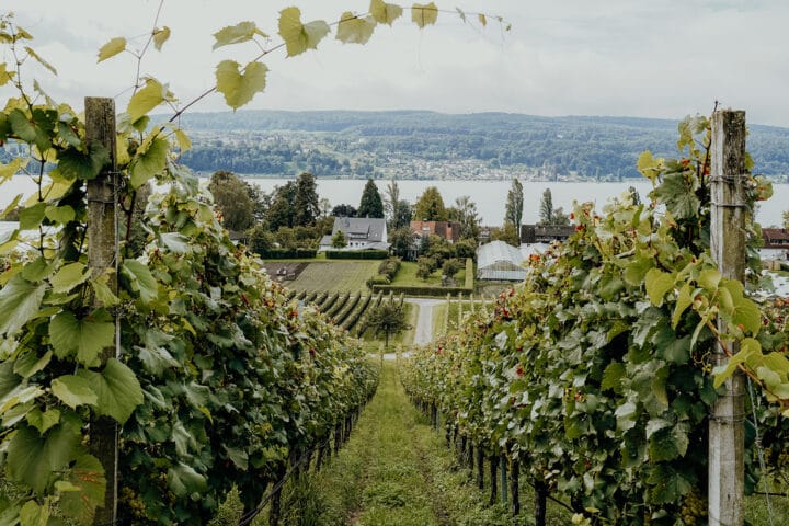 Gemüseinsel und UNESCO-Welterbe – Die Insel Reichenau