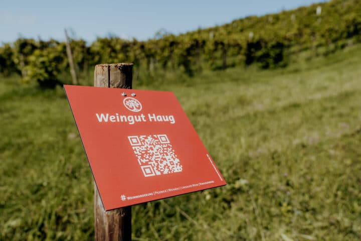 Unterwegs in den Weinbergen des Weingut Haug in Lindau am Bodensee