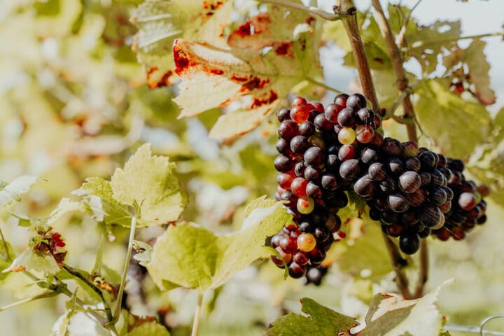 Unterwegs in den Weinbergen des Weingut Haug in Lindau am Bodensee