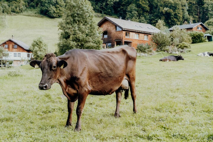 Alles Käse – bei Hilkater Biokäse in Bizau