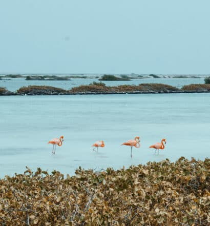Urlaub auf Bonaire – Meine Tipps für das Taucherparadies in der Karibik