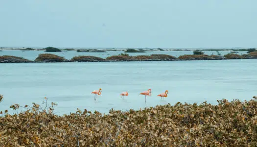 Urlaub auf Bonaire – Meine Tipps für das Taucherparadies in der Karibik