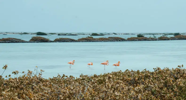 Urlaub auf Bonaire – Meine Tipps für das Taucherparadies in der Karibik