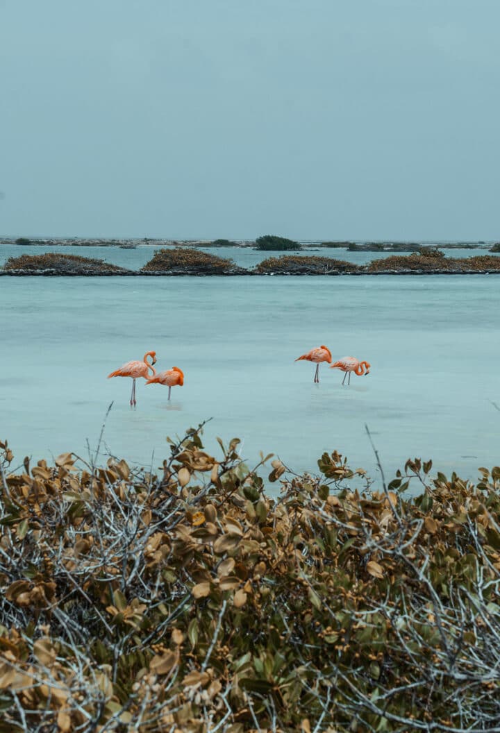 Pekelmeer Flamingo Sanctuary Bonaire