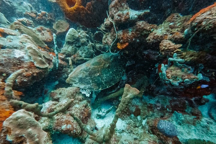 Diver's Paradise – Tauchen auf Bonaire