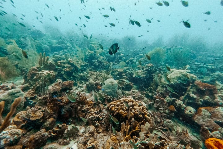 Diver's Paradise – Tauchen auf Bonaire