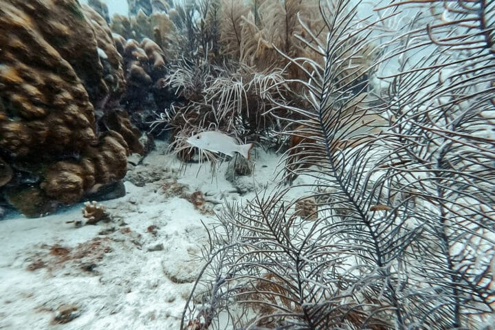 Diver's Paradise – Tauchen auf Bonaire