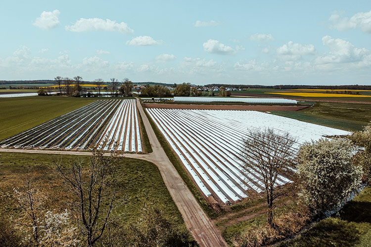 Spargelfelder rund um Lindach im Schweinfurter Land