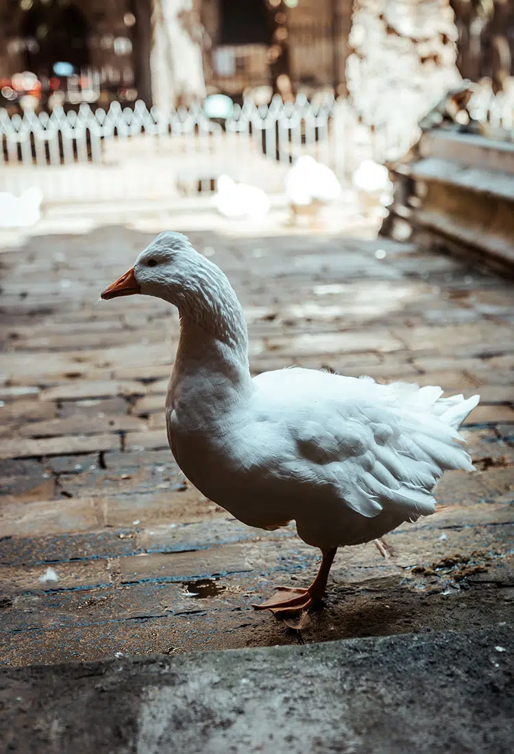Die Kathedrale La Seu in Barcelona