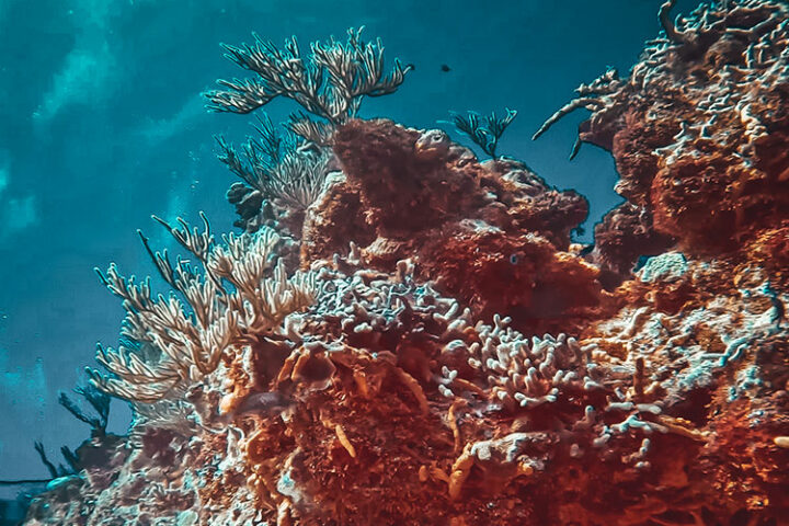 Tauchen auf Cozumel, Yucatan, Mexiko