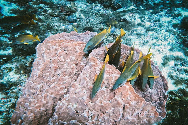 Tauchen auf Cozumel, Yucatan, Mexiko
