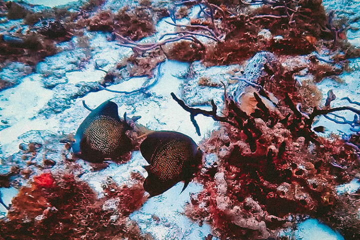 Tauchen auf Cozumel, Yucatan, Mexiko