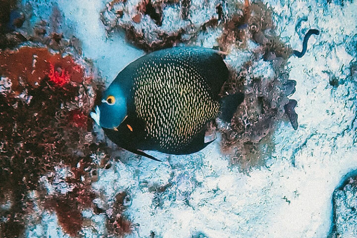 Tauchen auf Cozumel, Yucatan, Mexiko