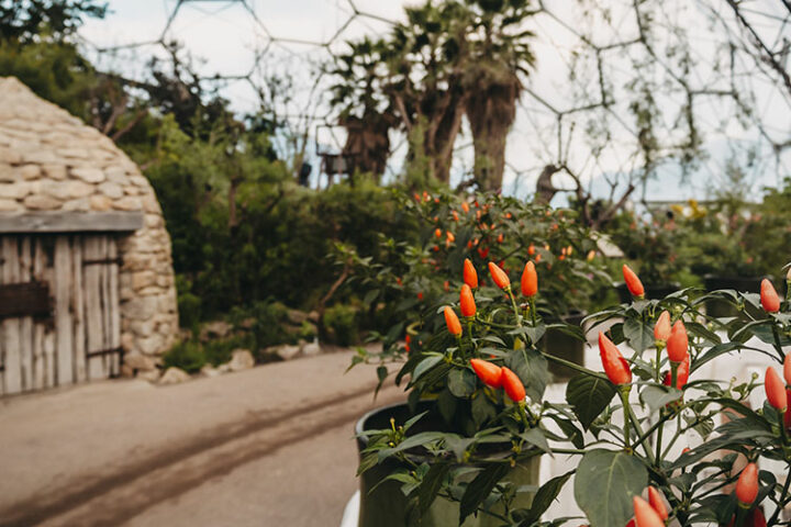 Mittelmeerbiom, Eden Project
