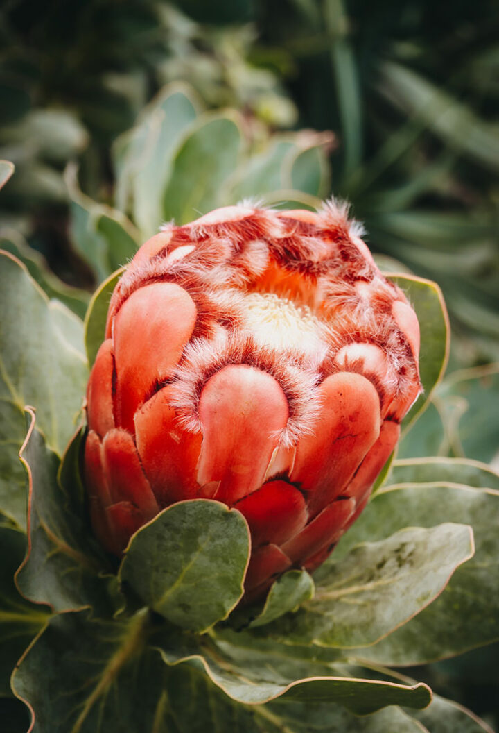Mittelmeerbiom, Eden Project