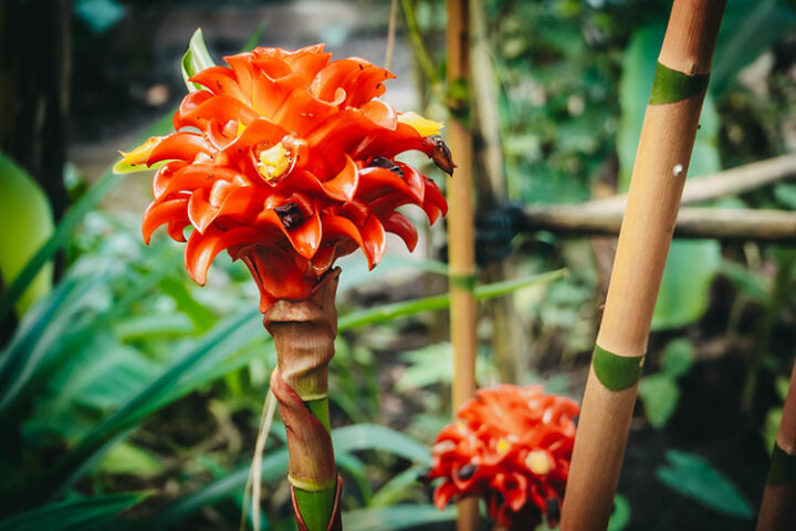 Regenwaldbiom im Eden Project, England