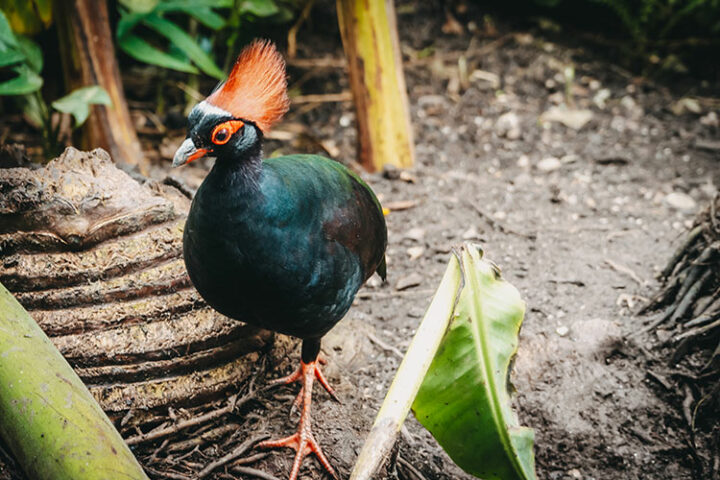 Regenwaldbiom im Eden Project, England