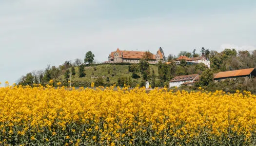 Schloss Frankenberg – Entspannung und Genuss im Steigerwald