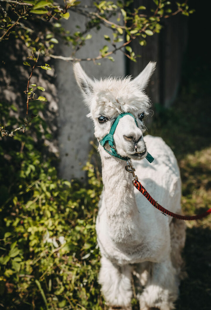 Alpaka-Trekking im Aurachtal