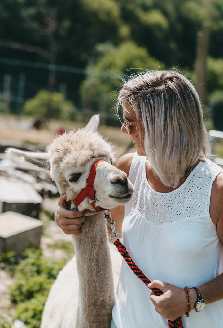 Alpaka-Wanderung im Aurachtal