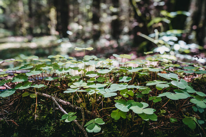 Wanderung von Lauf durch die Bitterbachschlucht
