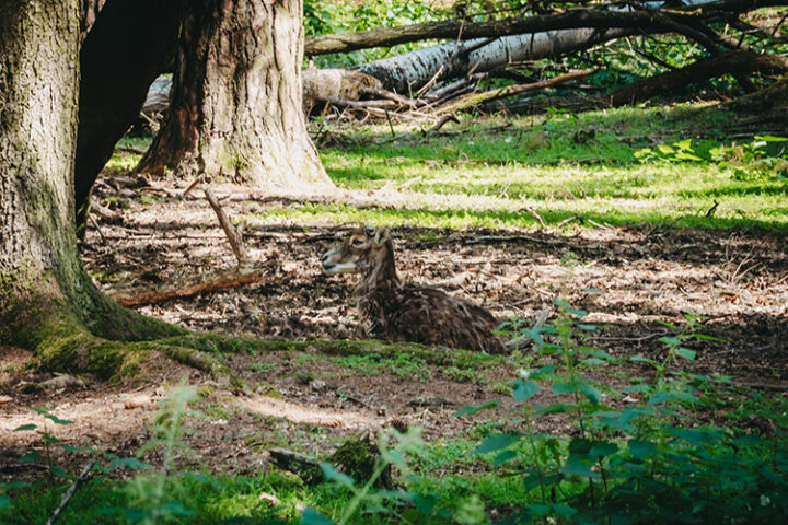 Wildpark Hundshaupten, Fränkische Schweiz