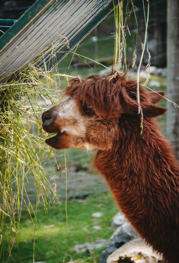 Wildpark Hundshaupten, Fränkische Schweiz