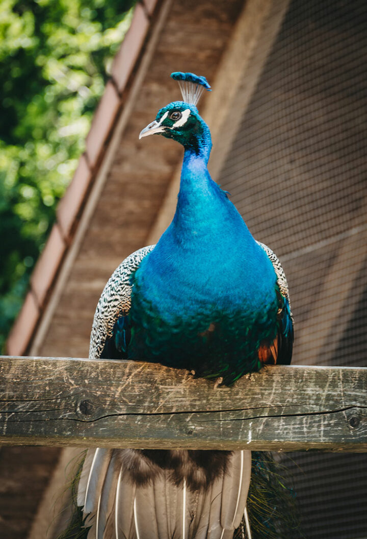 Wildpark Hundshaupten, Fränkische Schweiz