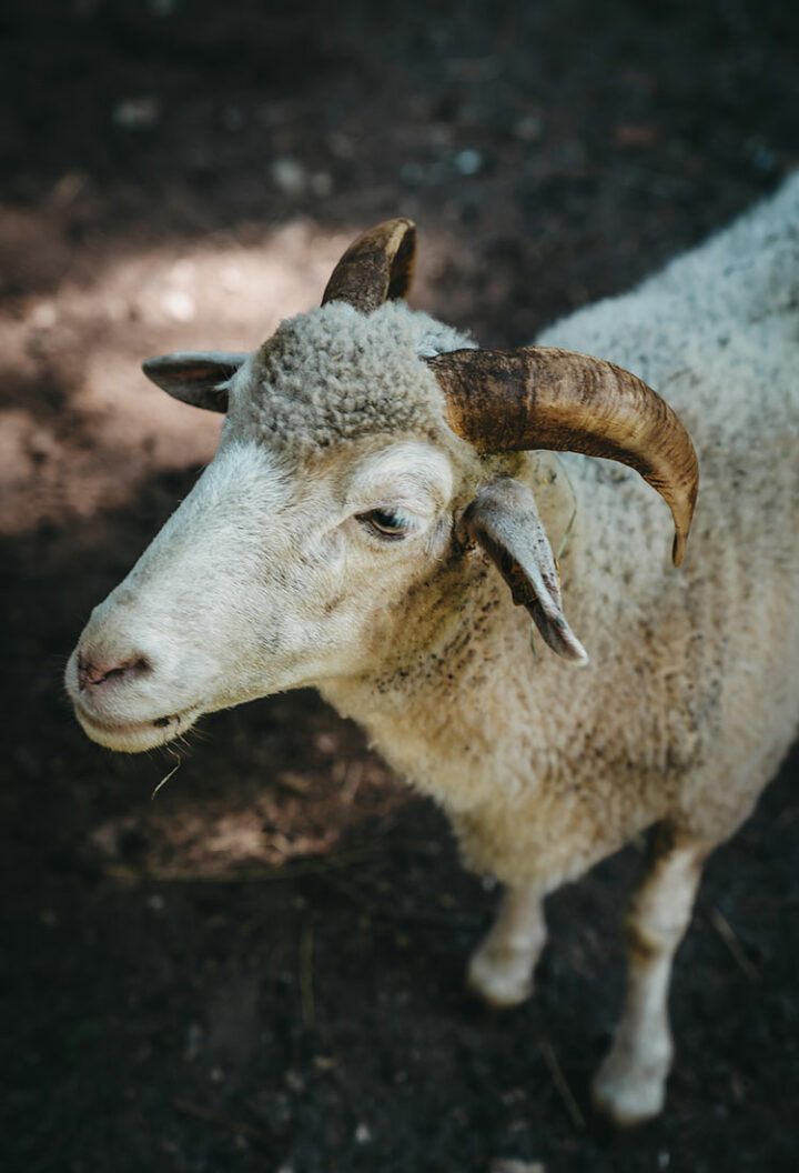 Wildpark Hundshaupten, Fränkische Schweiz