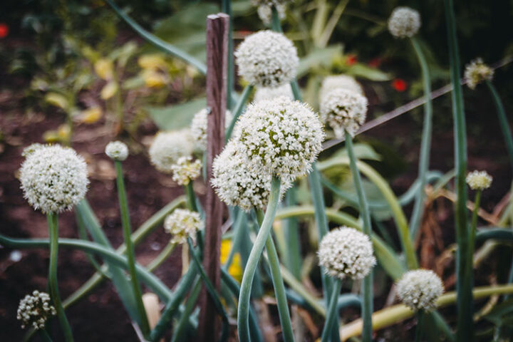 Bioland Gärtnerei Sebastian Niedermaier, Gärtnerstadt, Bamberg