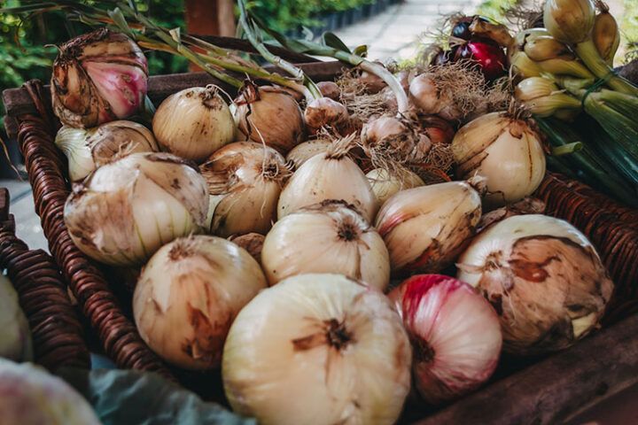 Bioland Gärtnerei Sebastian Niedermaier, Gärtnerstadt, Bamberg