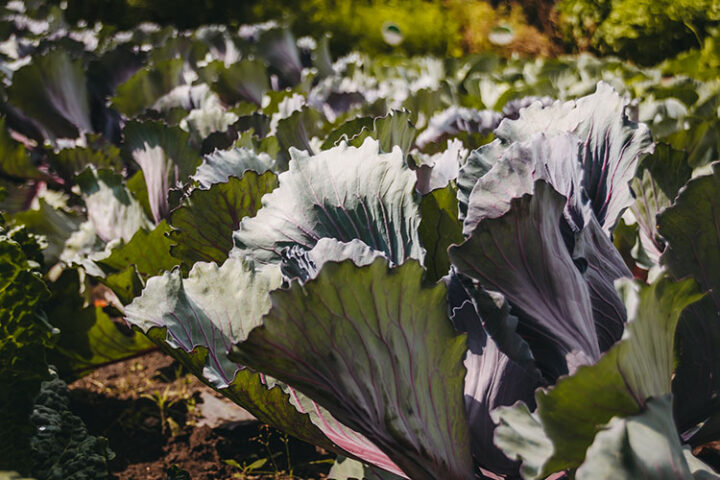 Bioland Gärtnerei Sebastian Niedermaier, Gärtnerstadt, Bamberg